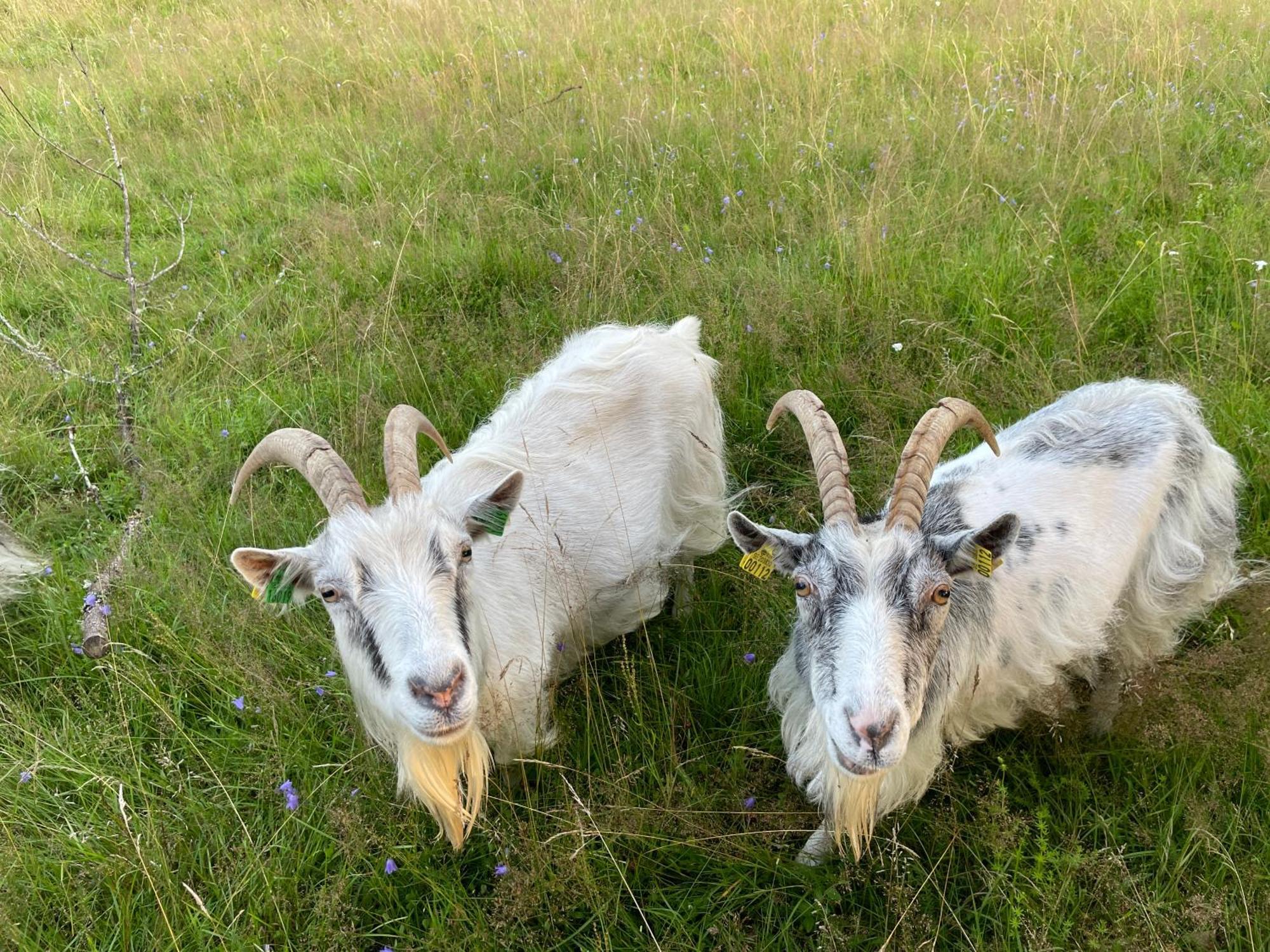 Smalandstorpets Lanthotell Hok Dış mekan fotoğraf
