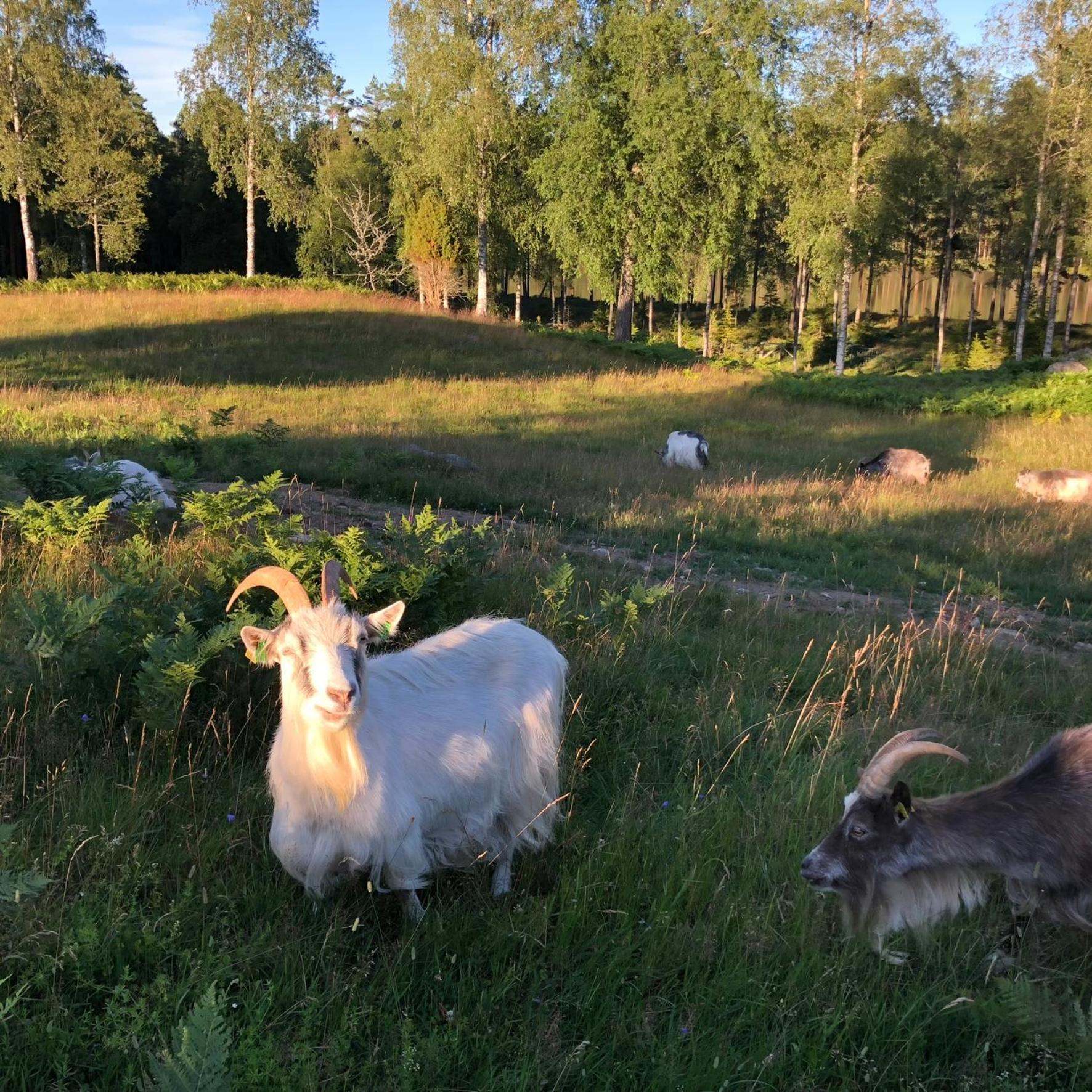 Smalandstorpets Lanthotell Hok Dış mekan fotoğraf