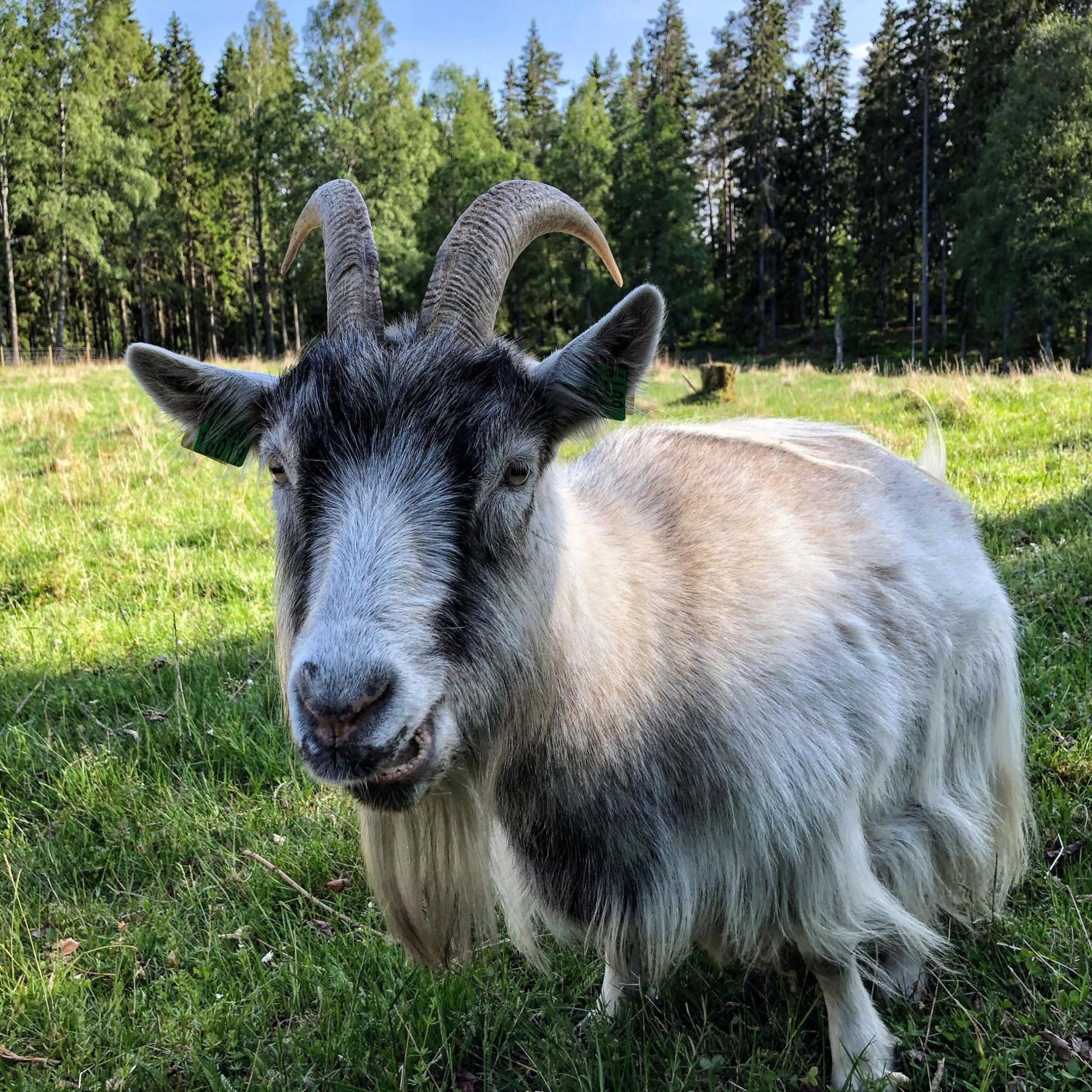 Smalandstorpets Lanthotell Hok Dış mekan fotoğraf